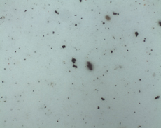 FilterPatchScan Video demonstration